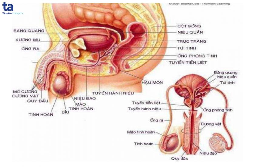 Cấu tạo hệ thống cơ quan sinh dục nam giới