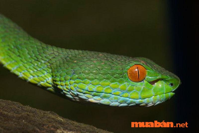 Cách phòng rắn vào nhà cực hay – Mẹo xử lý khi rắn vào nhà bạn nên biết!
