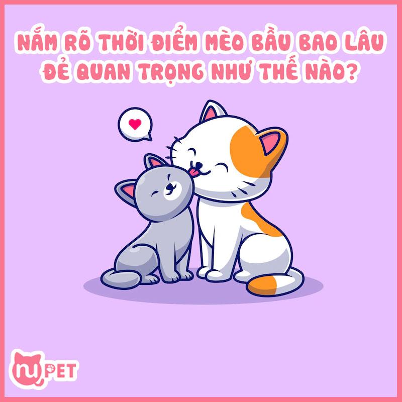 Nắm rõ mèo bầu bao lâu thì đẻ