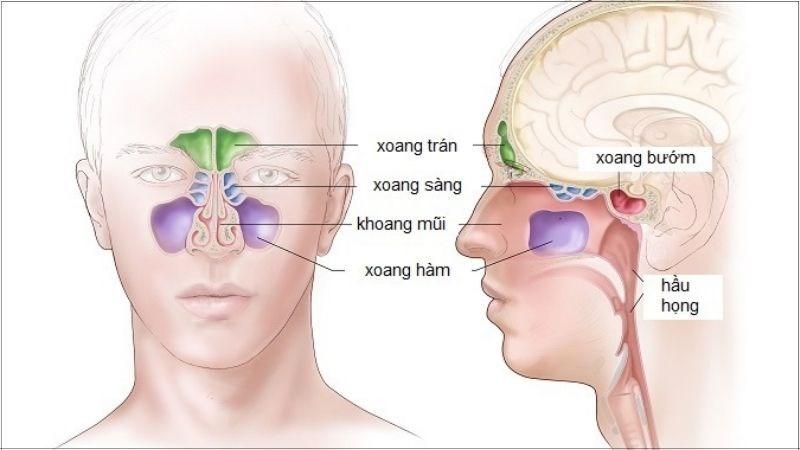 Các loại thuốc chữa viêm xoang mũi thường dùng