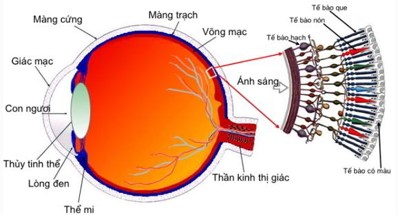 Công thức về mắt hay, chi tiết - Vật lý lớp 11 (ảnh 1)