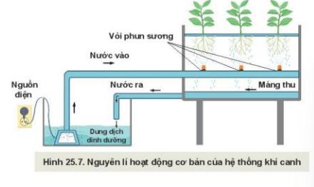 Lý thuyết Công Nghệ 10 Bài 25: Công nghệ trồng cây không dùng đất - Kết nối tri thức (ảnh 1)