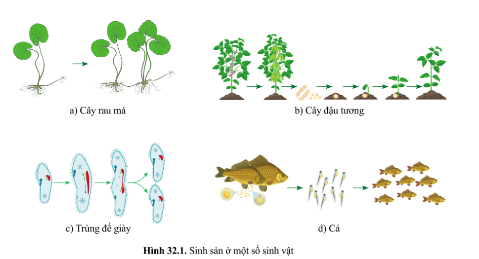 Bài 32. Khái quát về sinh sản và sinh sản vô tính ở sinh vật trang 147, 148, 149, 159 Khoa học tự nhiên 7 - Cánh diều </>