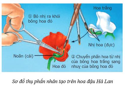 Lý thuyết Sinh học 9 Bài 2: lai một cặp tính trạng (ảnh 1)