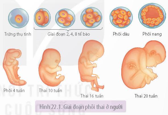 Lý thuyết Sinh trưởng và phát triển ở động vật - Sinh học 11 Kết nối tri thức</>