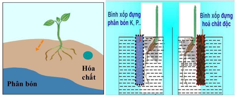 Hướng động</>