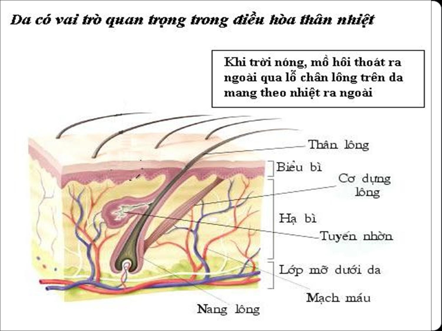 Bài 21. Khái quát về trao đổi chất và chuyển hóa năng lượng trang 99, 100 Khoa học tự nhiên 7 - Kết nối tri thức</>