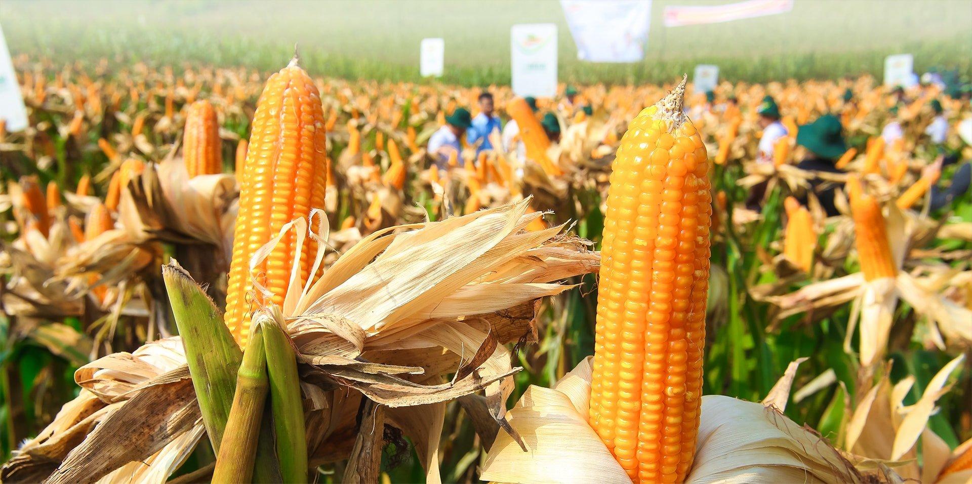 10 câu hỏi về sinh vật biến đổi Gen (GMO)