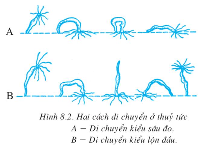 Lý thuyết thủy tức</>