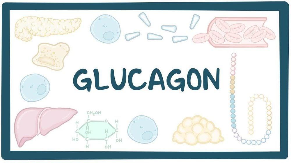 Tuyến tụy tiết Glucagon để tăng đường huyết khi mức quá thấp