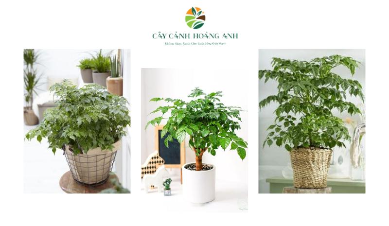 Cây Hạnh phúc được trồng phổ biến trên toàn thế giới