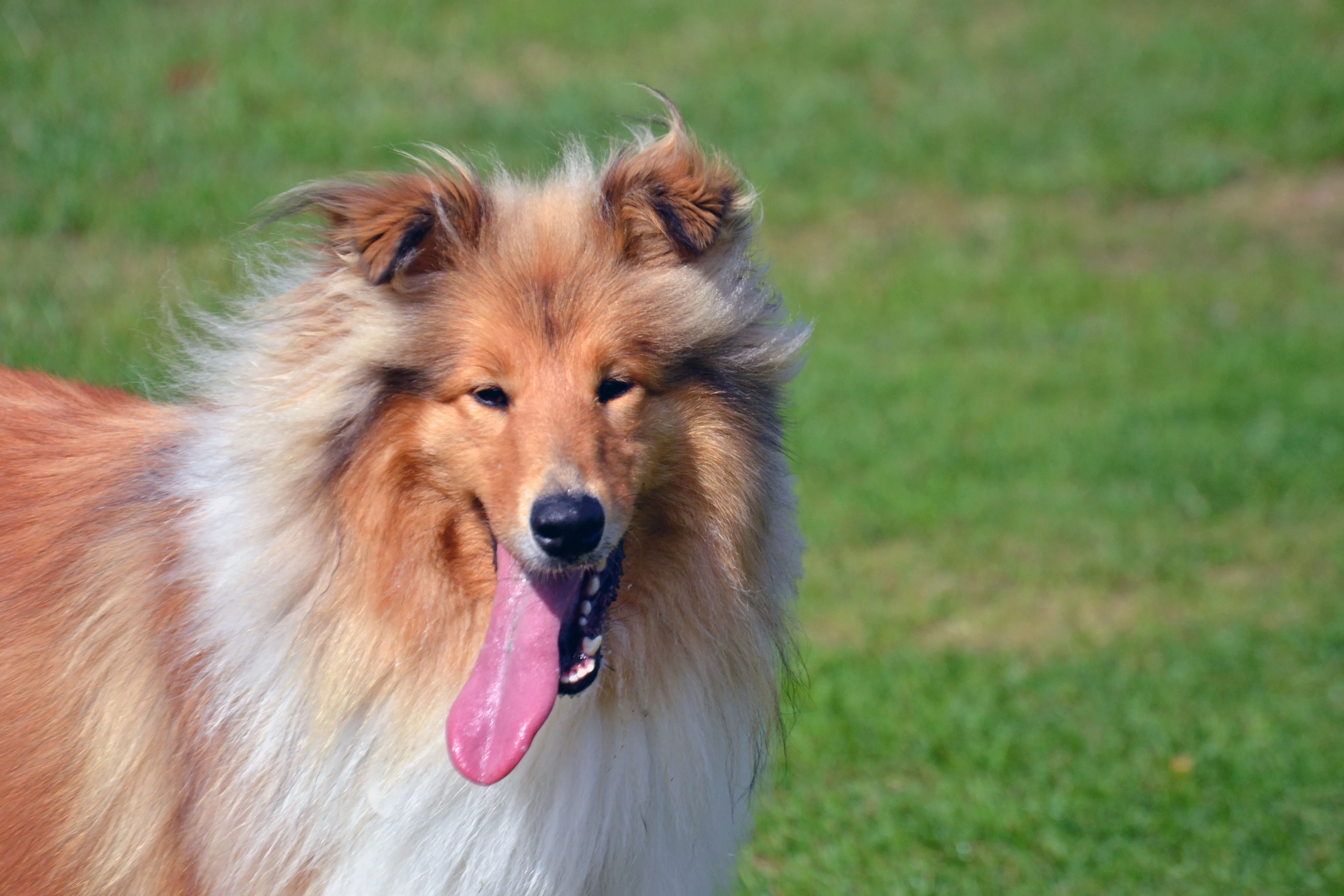 Collie with a ball