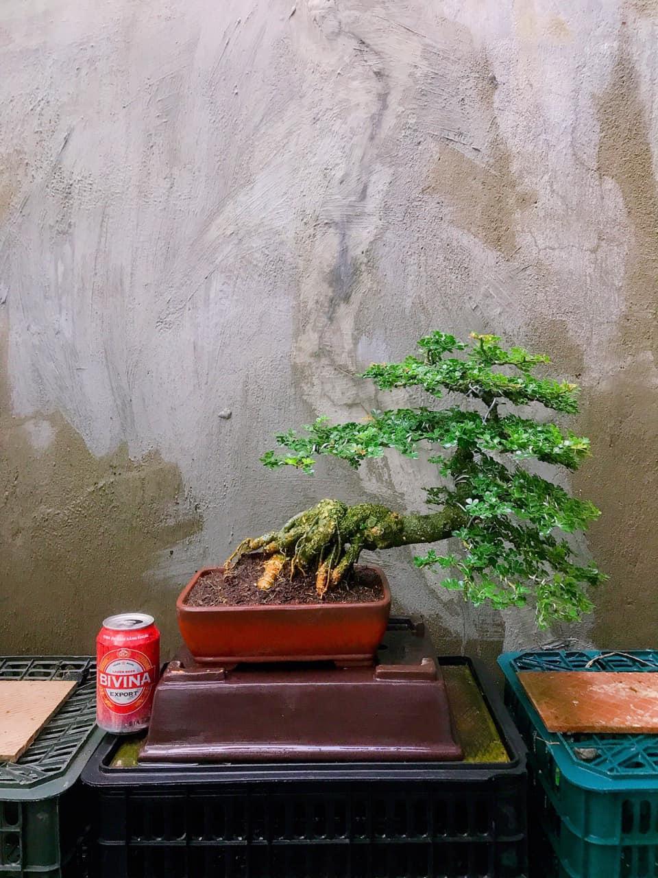 cay-bonsai-mini-mau-1