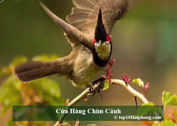 Top 10 cửa hàng chim cảnh đa dạng giống cực chuyên tại Hải Phòng