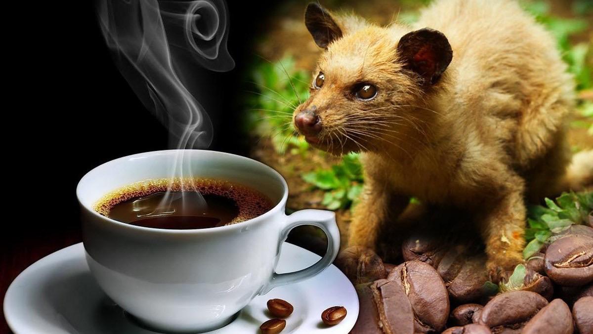 Café Chồn Là Gì? Nguồn Gốc Café Chồn?