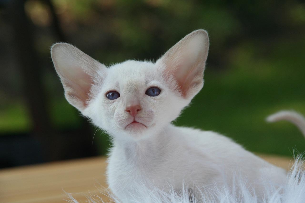 white devon rex kitten up close