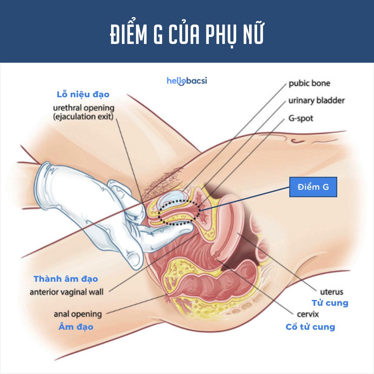 Vị trí điểm G của phụ nữ