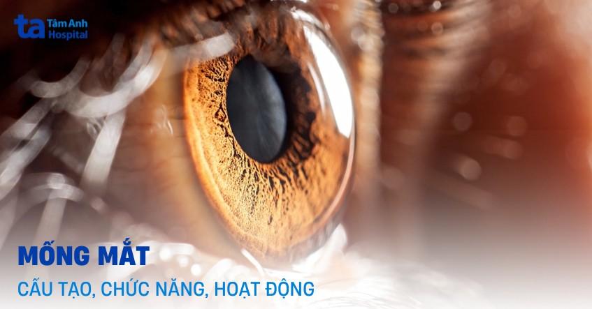 mống mắt cấu tạo chức năng hoạt động