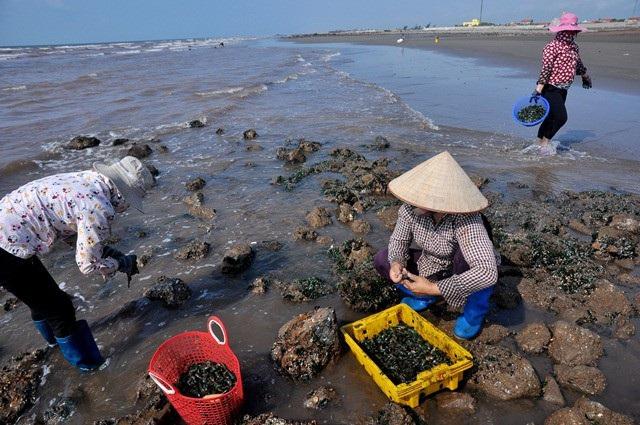 Nhặt đặc sản vẹm xanh trên biển, ngư dân thu tiền triệu mỗi giờ