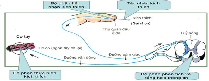 Cung phản xạ