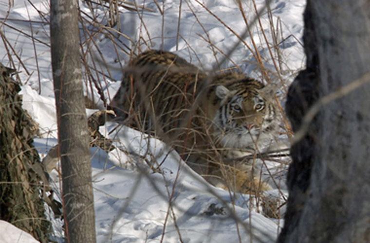 Chùm ảnh con hổ quý hiếm, tuyệt đẹp vùng Siberia