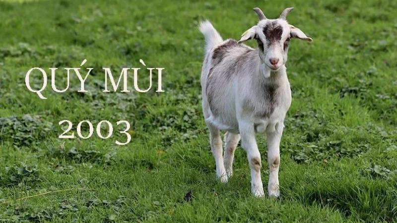 Xem tử vi tuổi Quý Mùi 2003 - Nam mạng năm 2025 chi tiết nhất